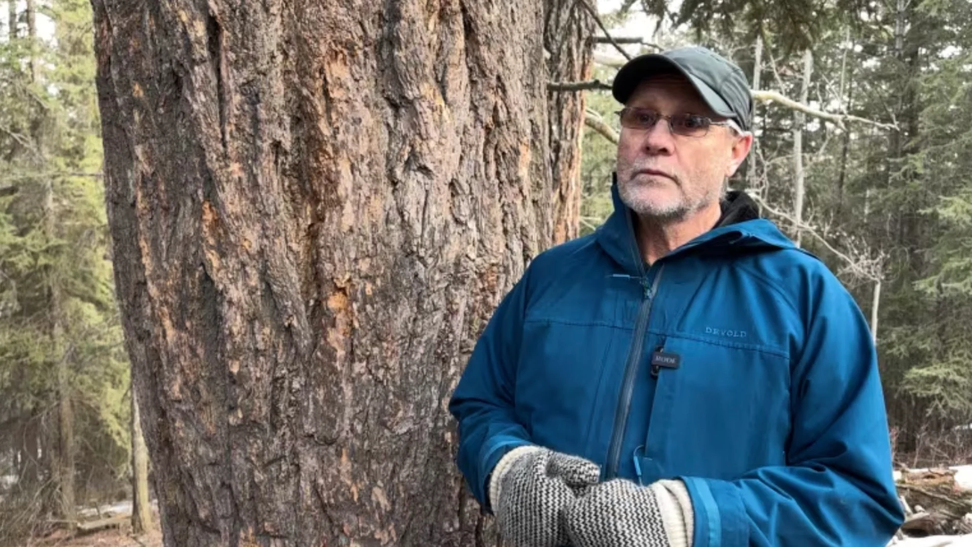 Hotter, drier summers in future are the biggest stressor for Calgary trees