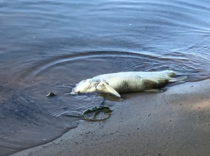 cbc ottawa dead fish