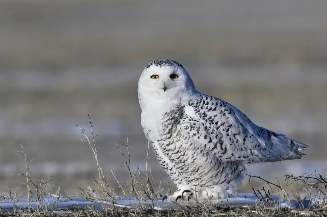 CBC: Snowy Owl (Submitted by Allan Barilla)