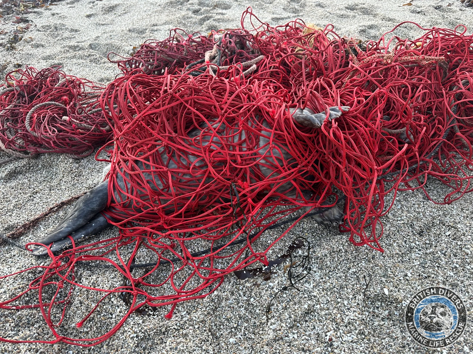 Facebook - BDMLR - fishing net