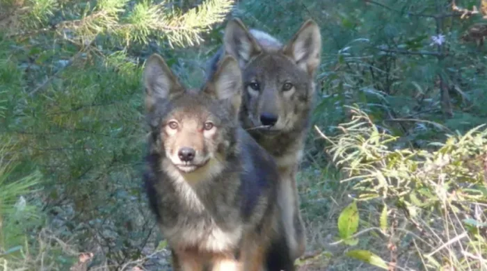 These Canadian species are found nowhere else on Earth