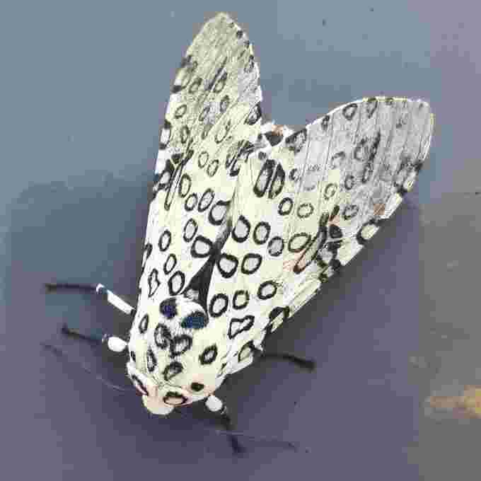 36143382 giant leopard moth Shannon Warren UGC