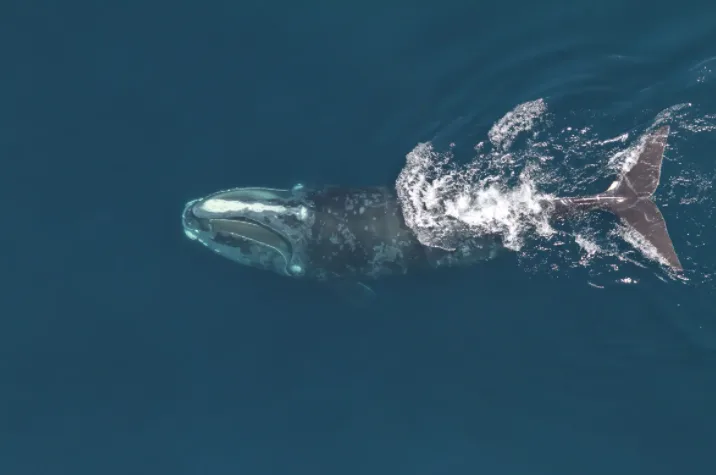 NOAA right whale