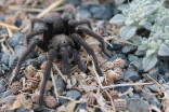 Colorado's annual tarantula 'migration' has begun