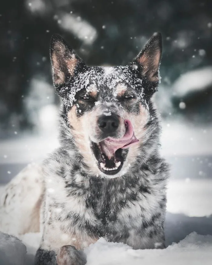 Canada : il neige en août et ce n’est pas dans l’Arctique