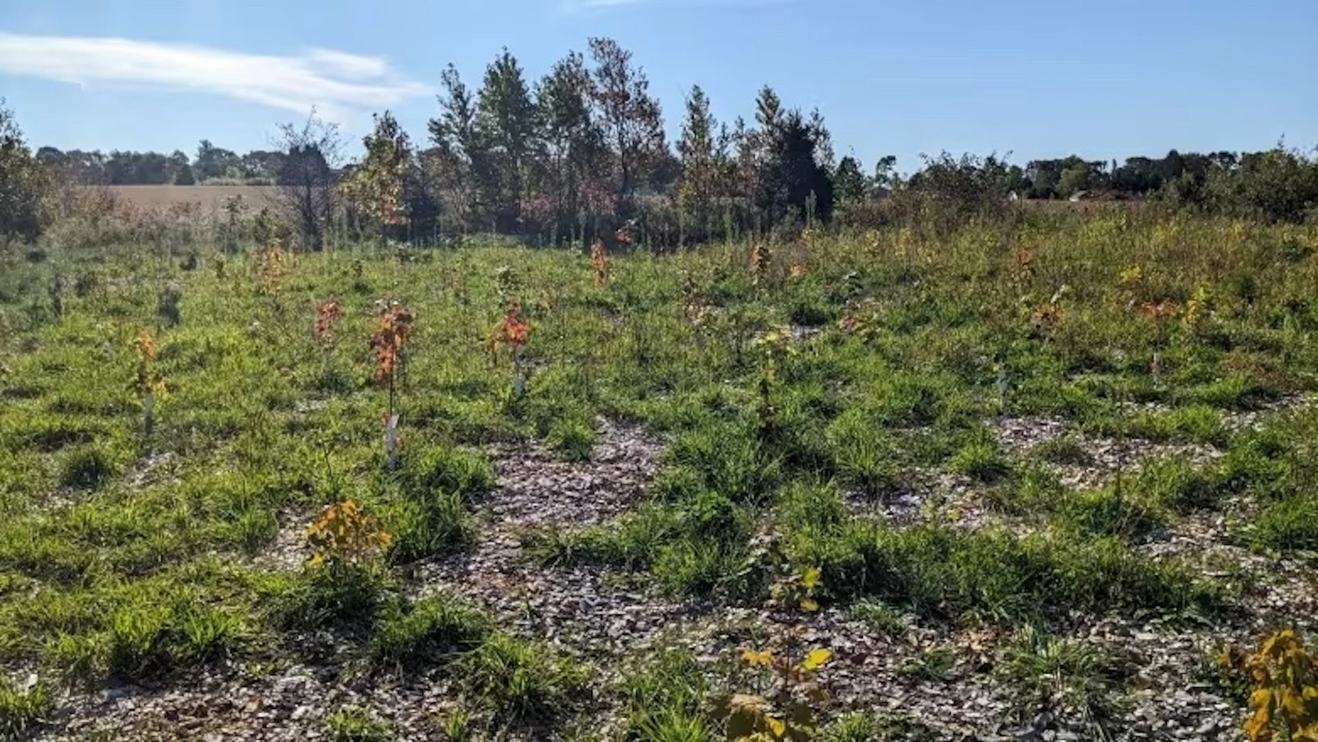 Charlottetown experiments with mini forests to speed up growth