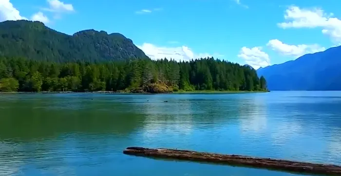 Mother bear saves her cub from drowning in B.C.