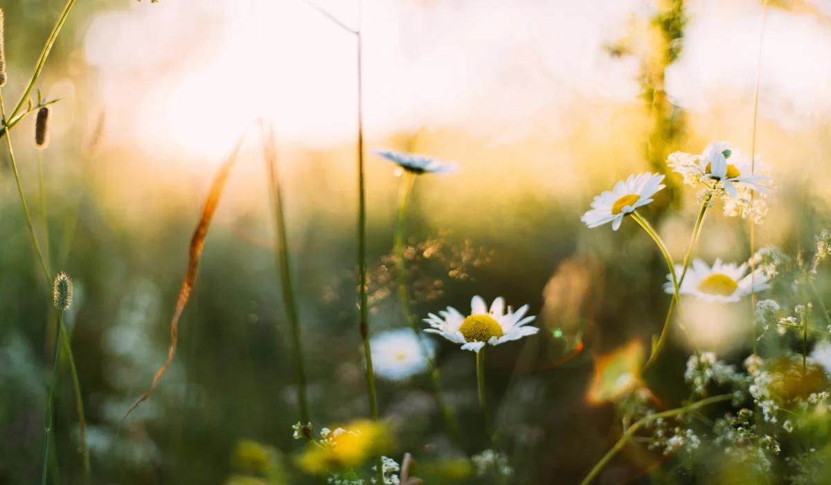 Quelques termes météo à maîtriser ce printemps 