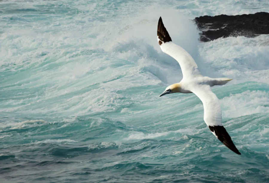 Hundreds of birds dead or dying of avian flu land on Cape Breton shores