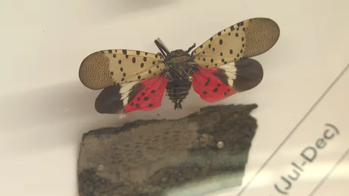 CBC: A spotted lanternfly specimen presented by the Invasive Species Centre of Canada. (Dalson Chen/CBC)