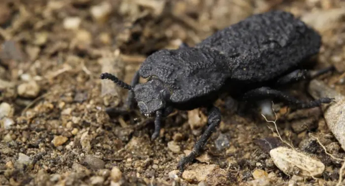 Check out the beetle that can survive being run over by a car
