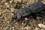 Check out the beetle that can survive being run over by a car