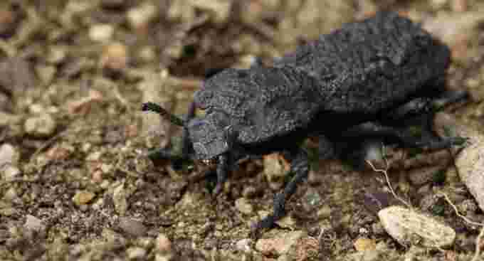 diabolical ironclad beetle - uci