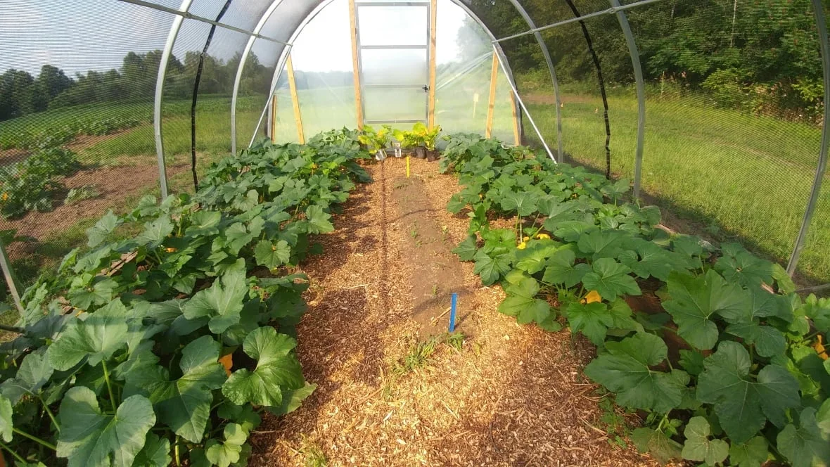 hoop-house-ground-nesting-bees-research CBC Nigel Raine