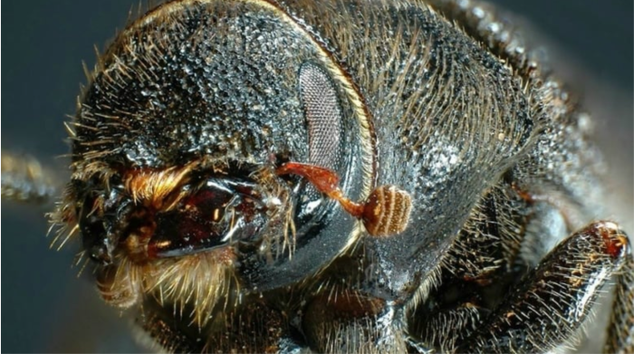 Alberta's cold snap likely decimated mountain pine beetle