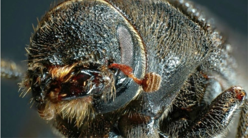 CBC bugs pine beetle