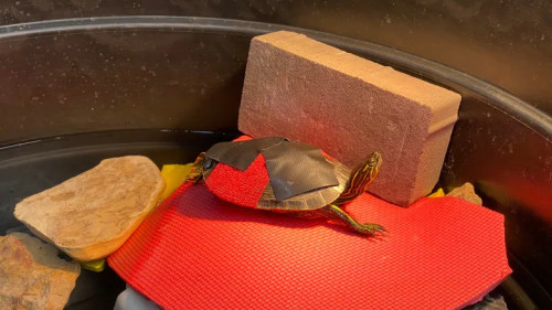 Saved by the shell: Tiny turtles given 2nd chance to survive in