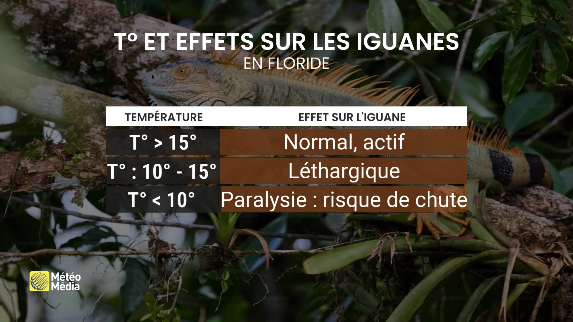 IGUANE4