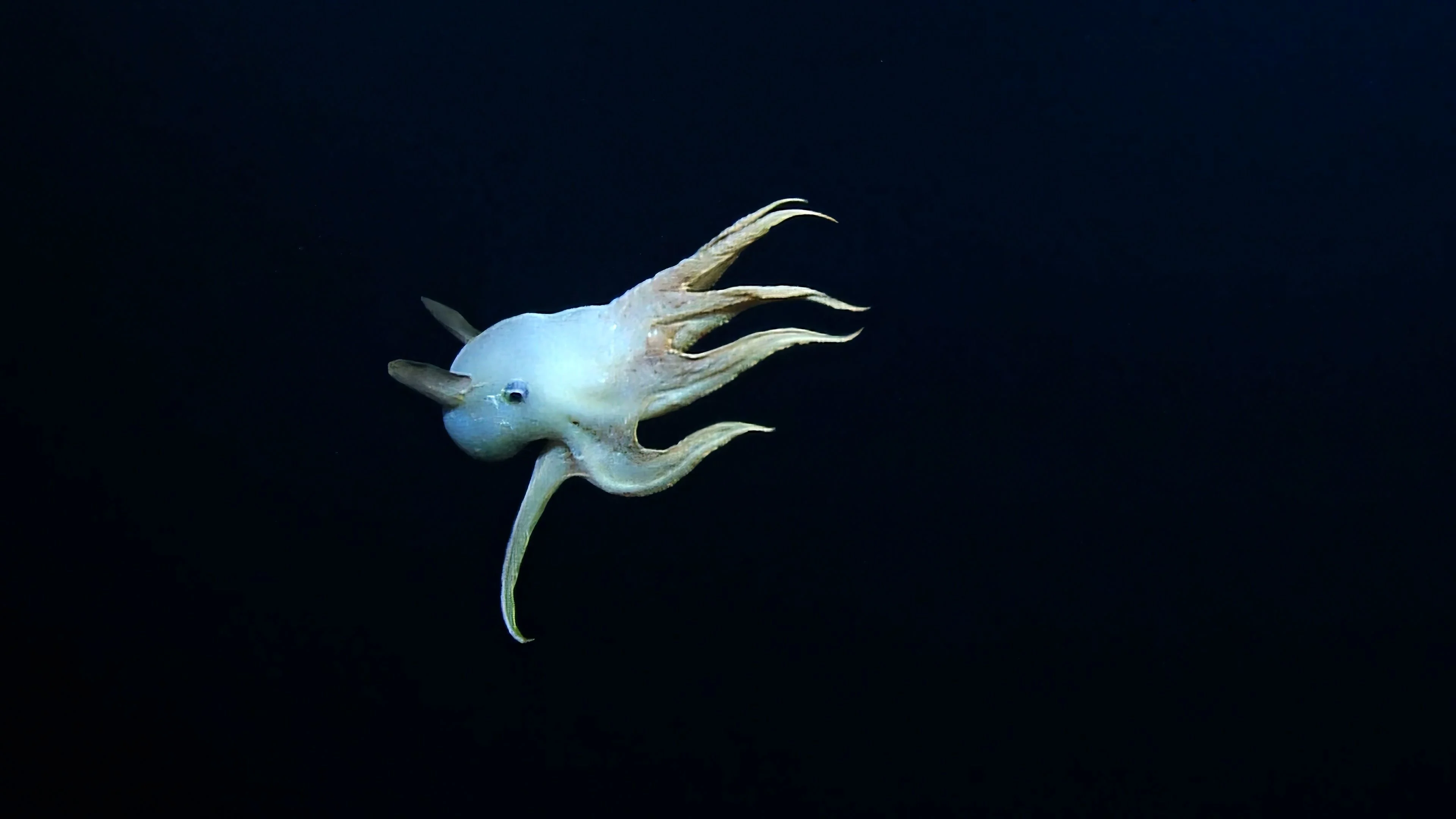 Rare dumbo octopus caught on camera