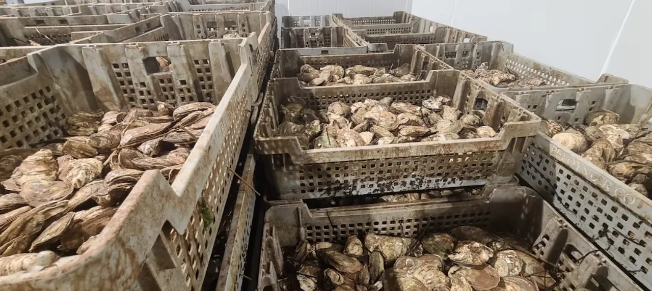 Oysters/Sam Wandio/CBC News