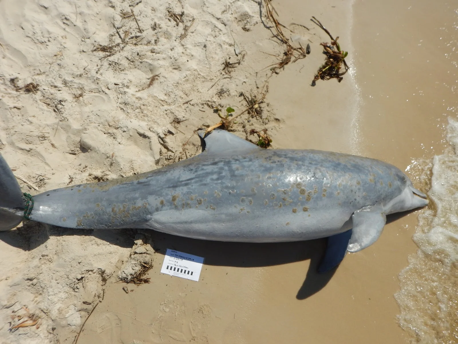noaa bottle nose dolphin skin lesions