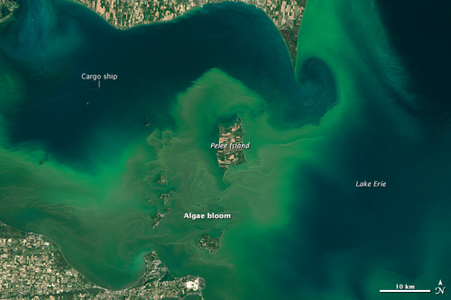 NASA algae bloom pelee island