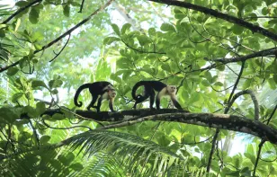 From sloths to scarlet macaws. A journey through Costa Rica's wildlife marvels