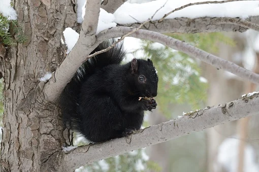 How the black squirrel's coat gives it an edge in Canada