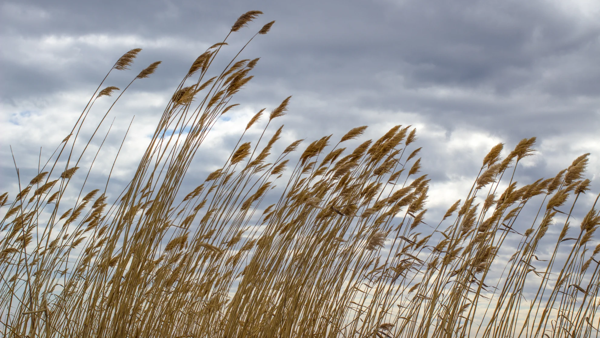 invasive phragmite2