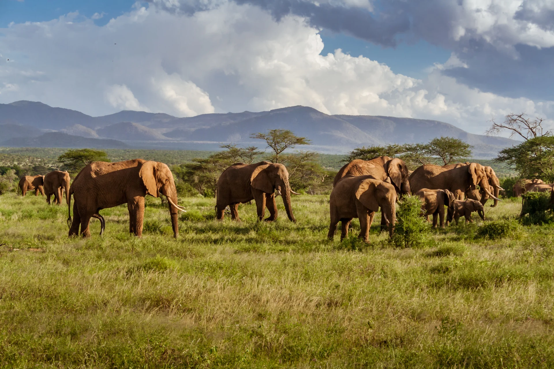 elephants Credit: Pierre-Yves Babelon. Moment. Getty Images