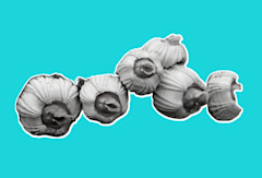 'Barnacle glue' could one day make surgery safer