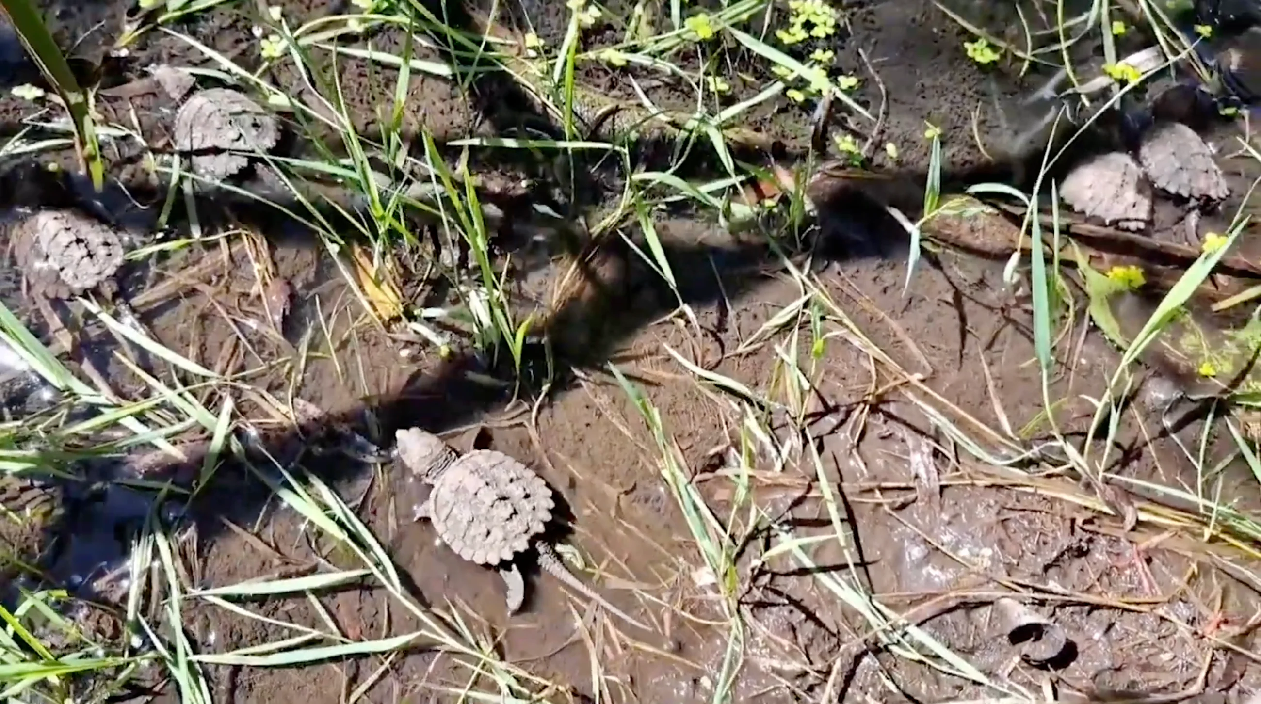 Turtle Protectors - provided: Tiny midland turtle hatchling