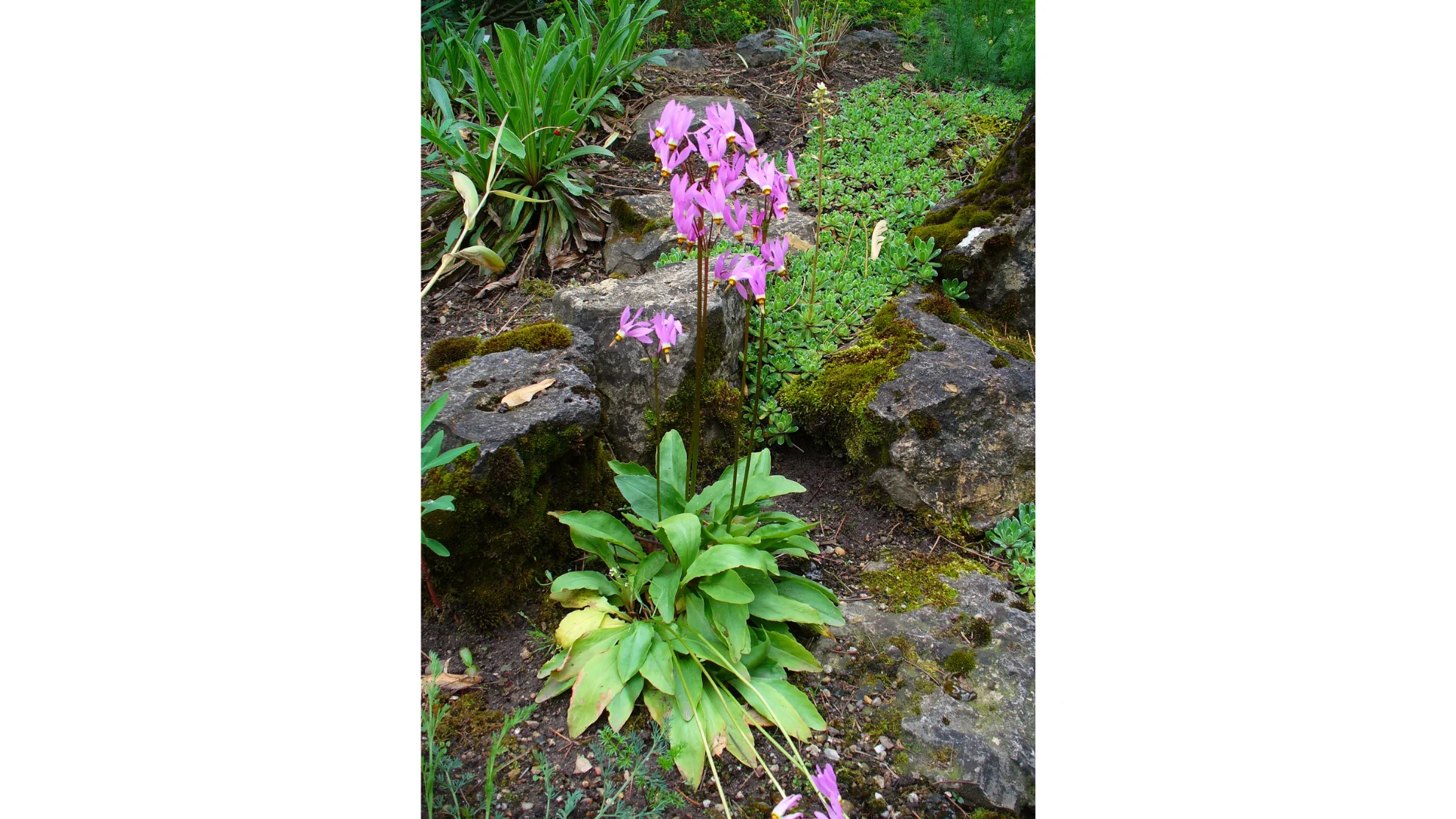 Wikipedia - shooting star flower