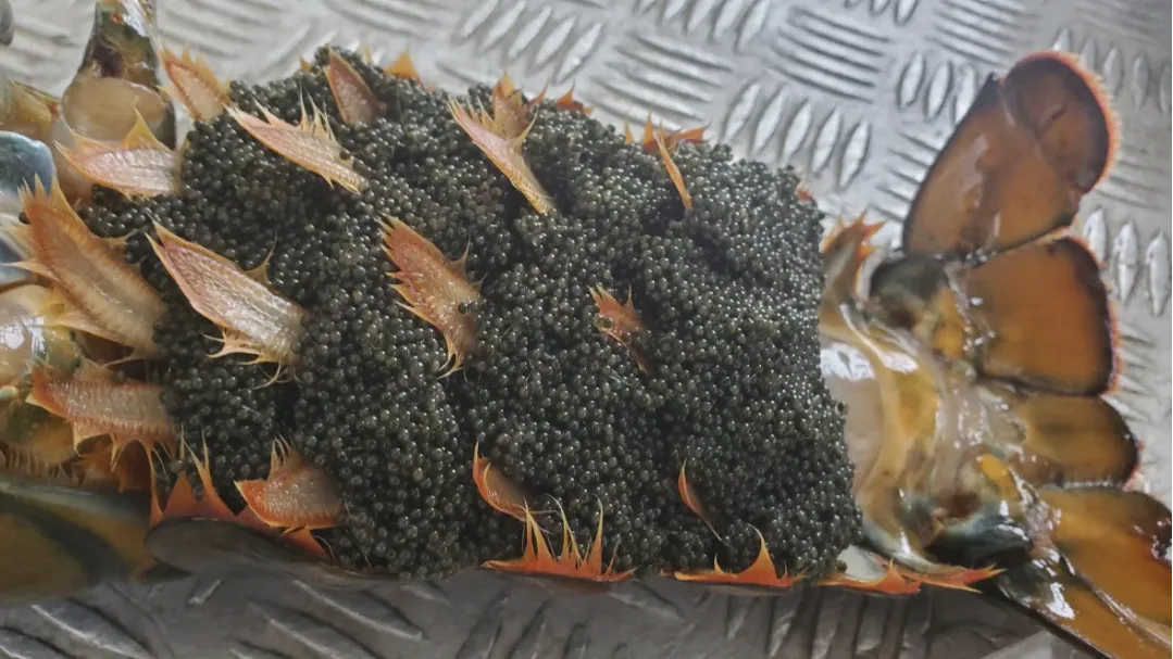 CBC: A clutch of lobster eggs stay attached to the underside of their mother's tail after they've been laid. (Shane Fowler/CBC News)