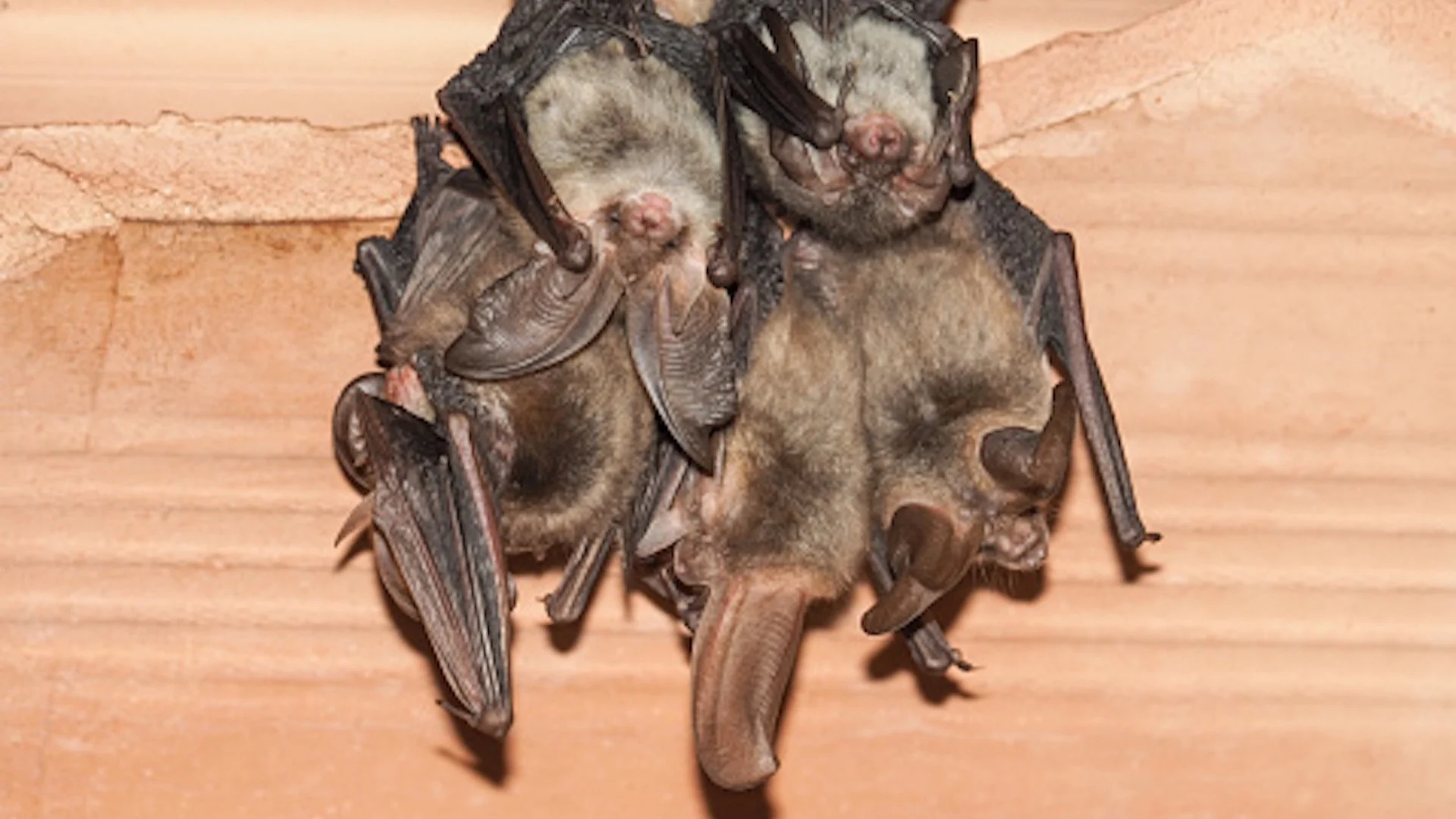Family finds attic of new home filled with legally-protected bats