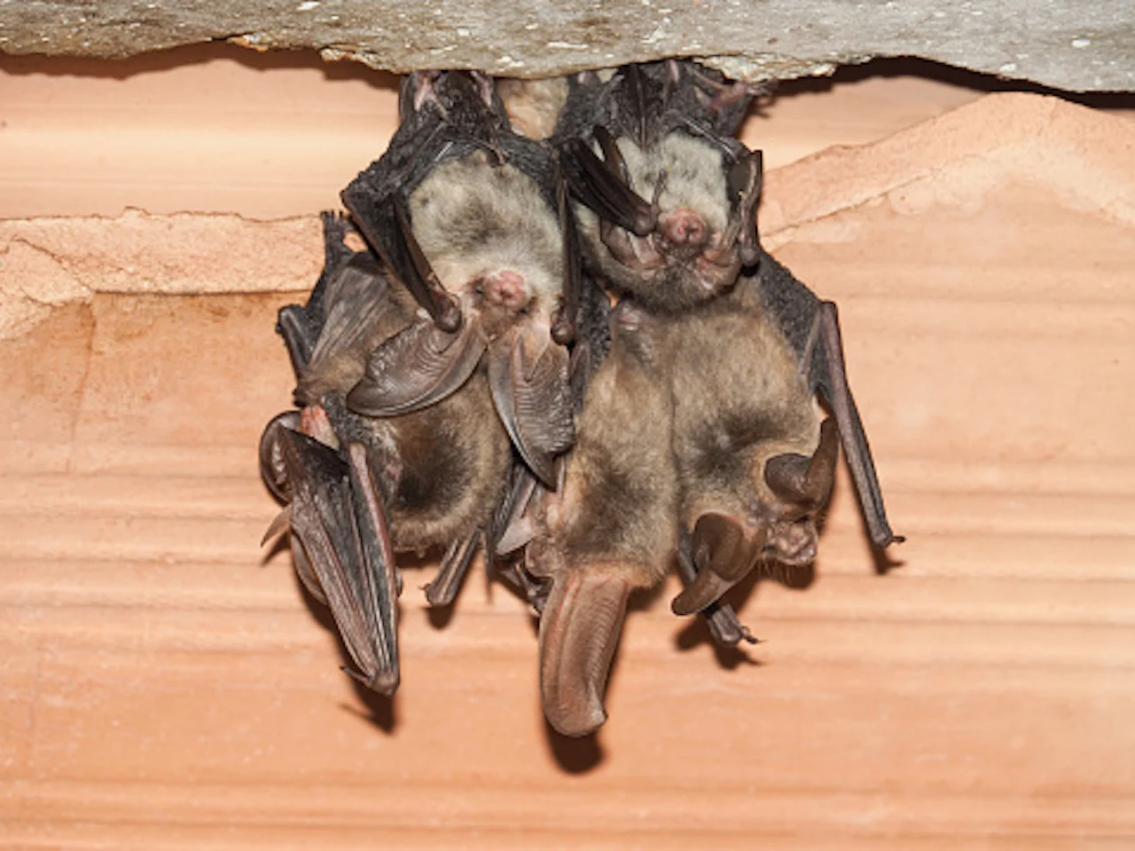 getty bats in roost