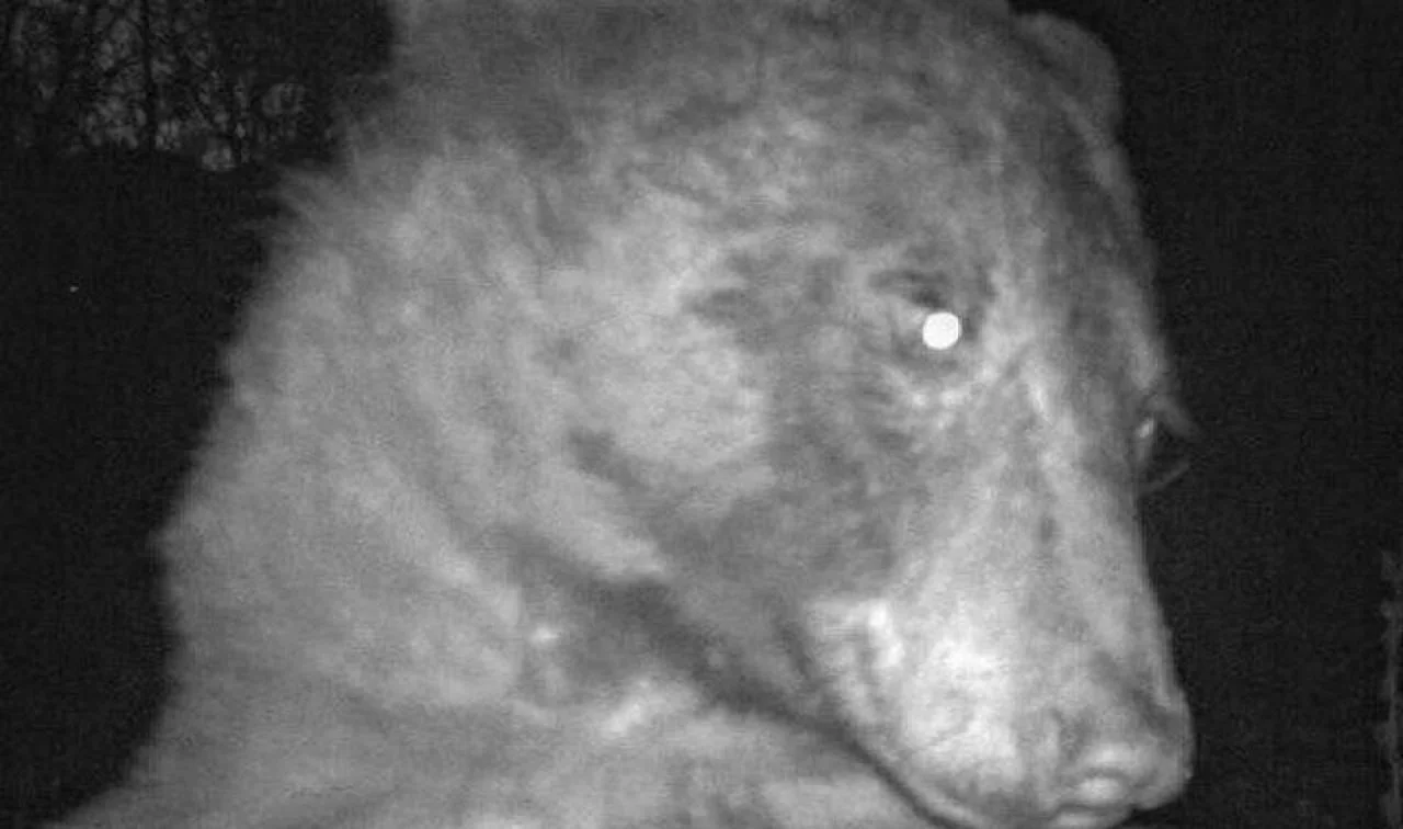 bear/City of Boulder Open Space and Mountain Parks (OSMP) 