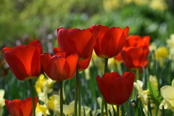 Le printemps tardif a un avantage insoupçonné