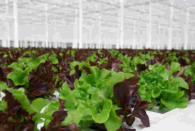 Wendy's uses greenhouse-grown lettuce from Alberta in all 384 of its restaurants across the country. (CNW Group/ Wendy's Restaurants of Canada)