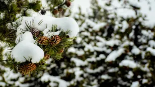 Can pine cones actually predict how harsh winter will be?