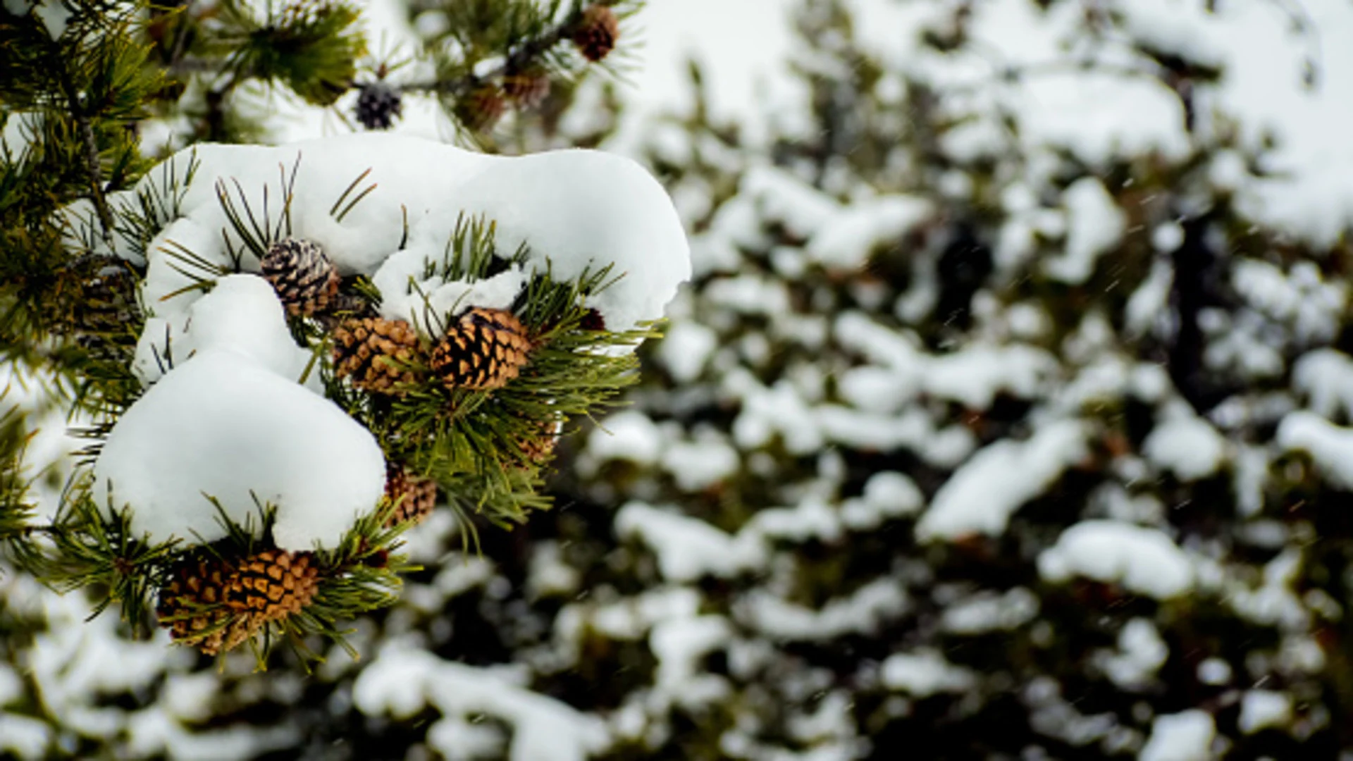 Can pine cones actually predict how harsh winter will be?