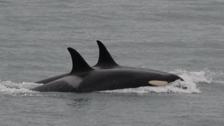 Orca that carried her dead calf for 17 days is pregnant again