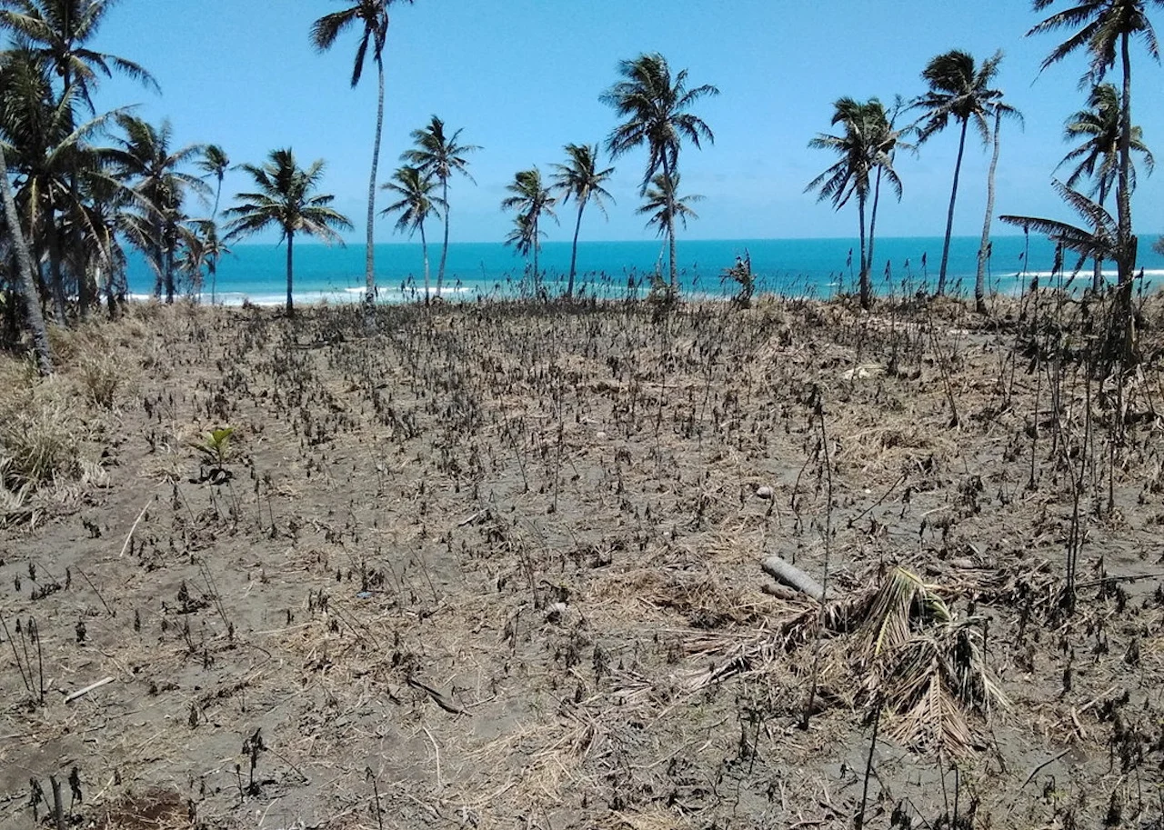 One year after mighty volcanic blast, many of Tonga's reefs lay silent