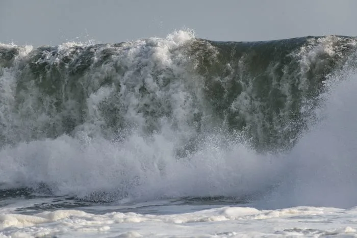 Un champignon potentiellement mortel introduit en Amérique par... un tsunami !