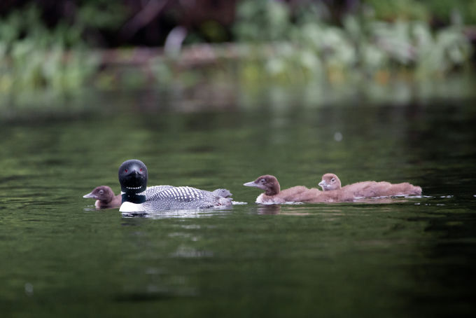 loon family and chicks 2 - seth macey
