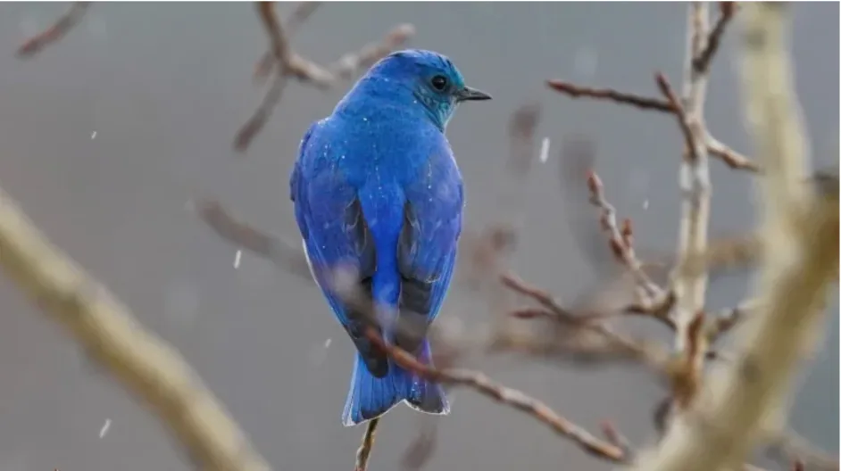 Where to catch a glimpse of Alberta's mountain bluebird this spring