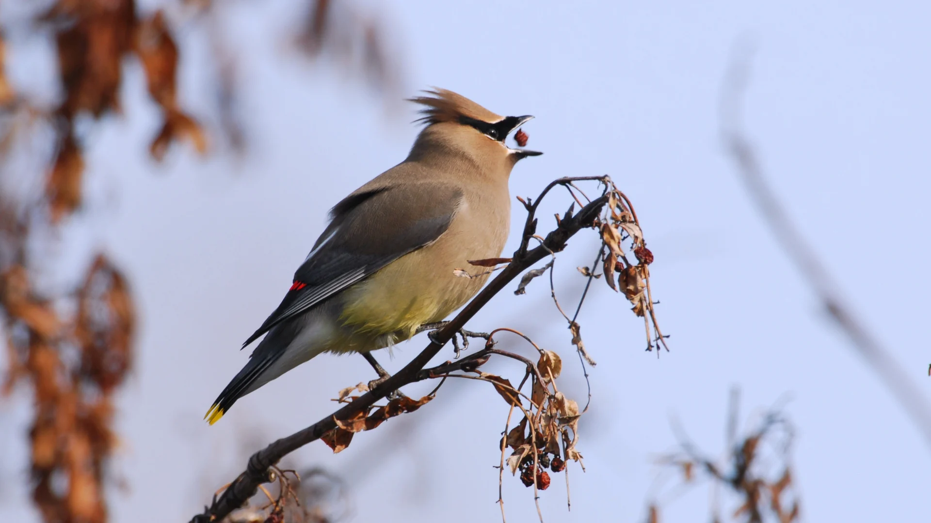  Nature's happy hour: How fall weather can create an open bar for animals