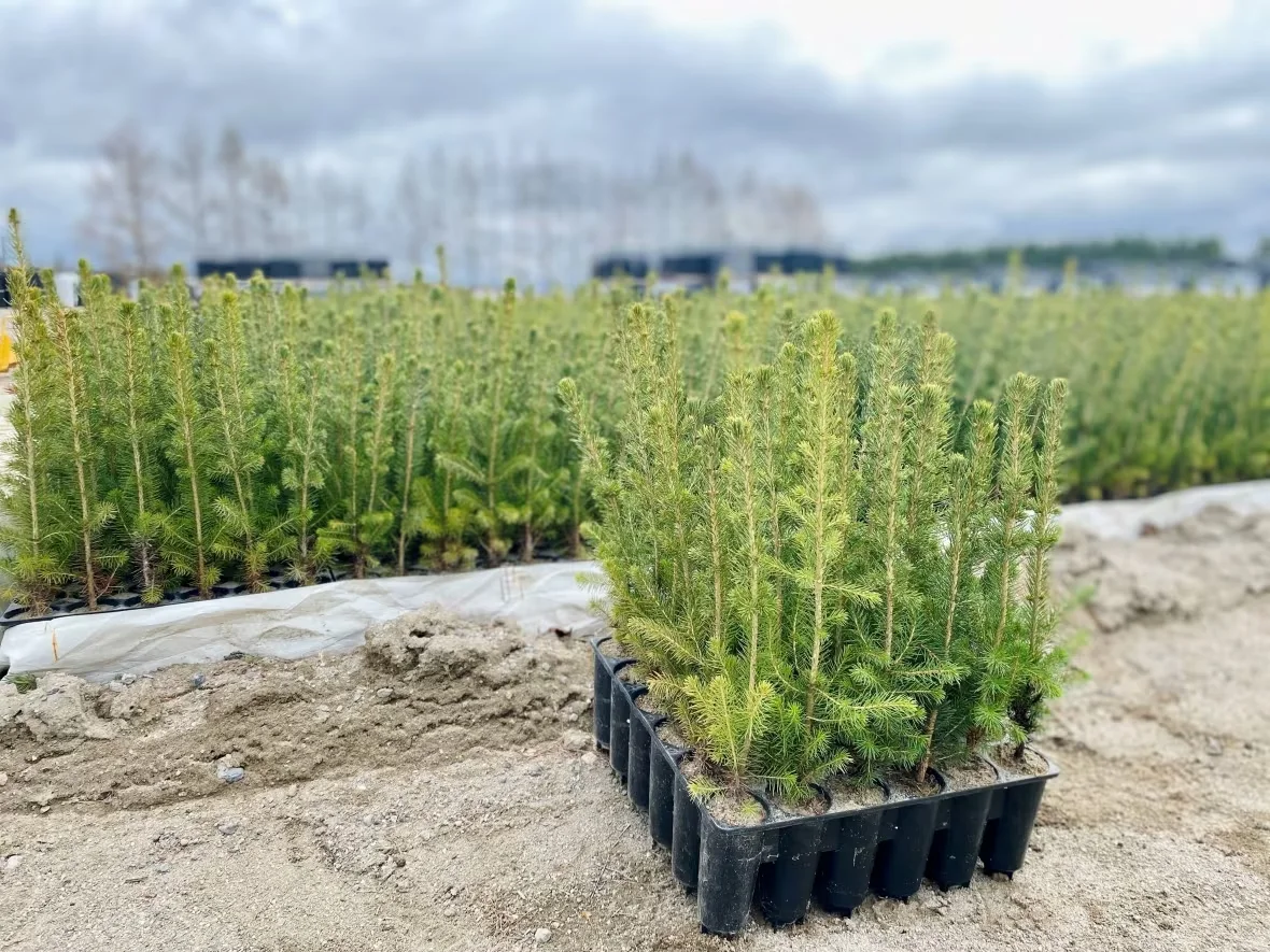 (CBC) tree seedlings quebec