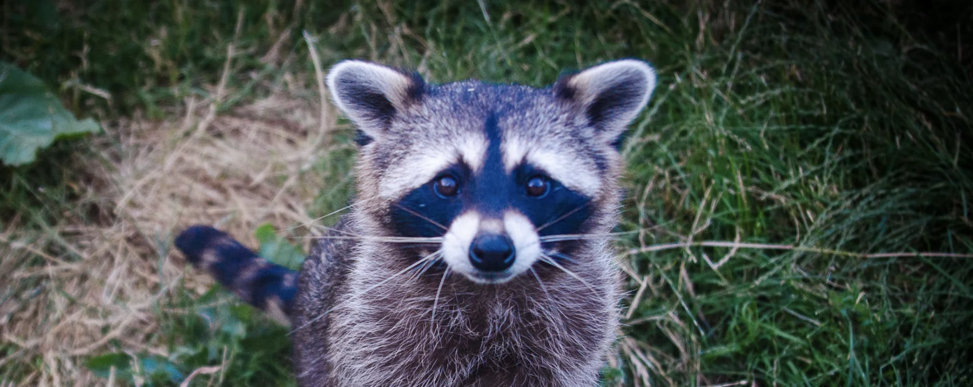 Pexels/Free to use/ anne sch: Racoon found on lawn - Thumb crop. Link: https://www.pexels.com/photo/brown-and-black-raccoon-photo-634255/