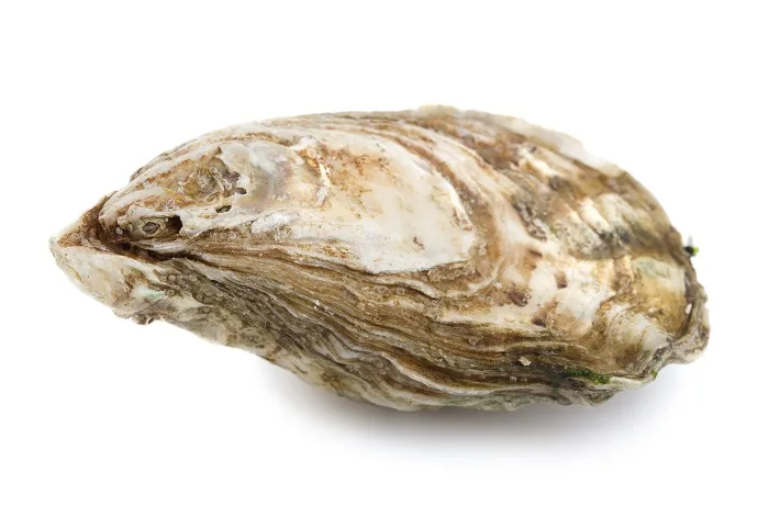 GETTY IMAGES - Oyster
